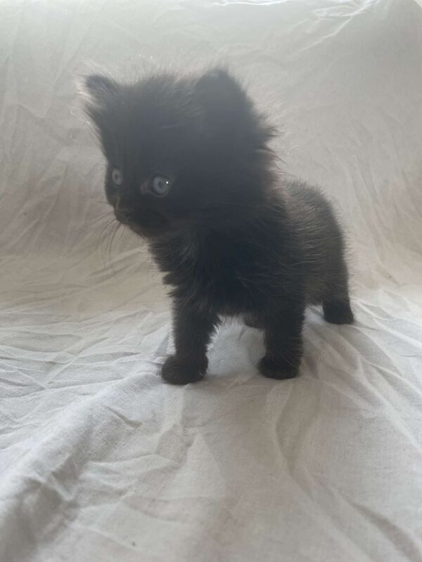 Ragdoll kittens for sale in Cambridge, Cambridgeshire – 10 weeks old - Image 7 of 10