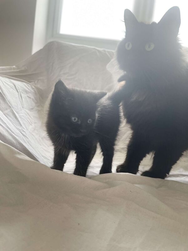 Ragdoll kittens for sale in Cambridge, Cambridgeshire – 10 weeks old - Image 8 of 10