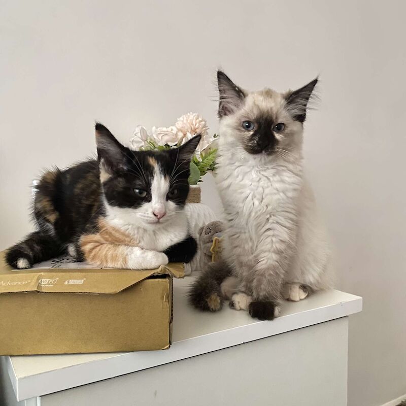 Ragdoll kittens for sale in Cambridge, Cambridgeshire – 10 weeks old - Image 9 of 10