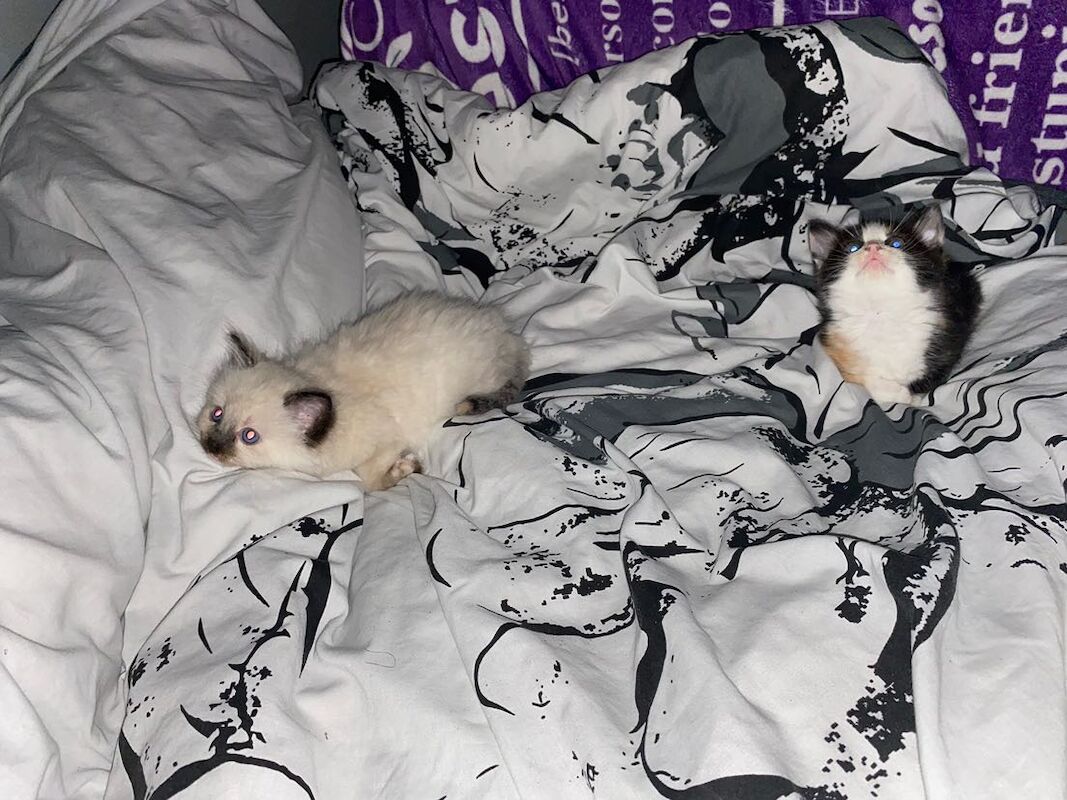 Ragdoll kittens for sale in Cambridge, Cambridgeshire – 10 weeks old - Image 10 of 10