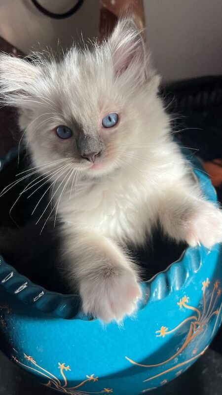 Ragdoll kittens for sale in South East London, London – 9 weeks old