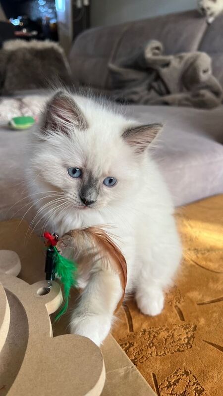 Ragdoll kittens for sale in South East London, London – 9 weeks old - Image 2 of 4