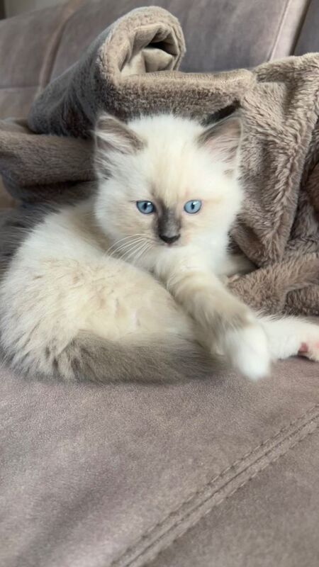 Ragdoll kittens for sale in South East London, London – 9 weeks old - Image 3 of 4