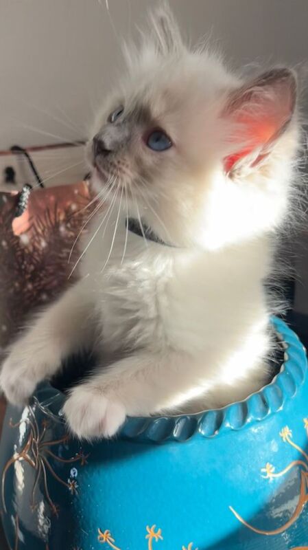 Ragdoll kittens for sale in South East London, London – 9 weeks old - Image 4 of 4