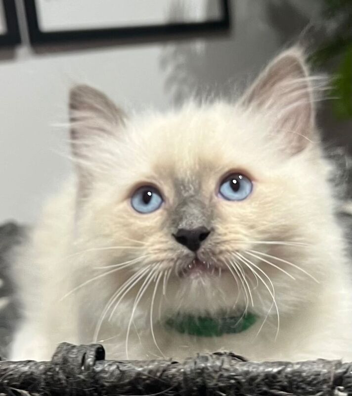Ragdoll kittens for sale in South East London, London β 9 weeks old