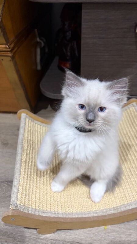 Ragdoll kittens for sale in South East London, London – 9 weeks old - Image 2 of 3