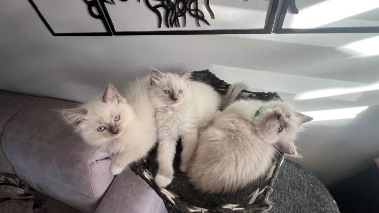 Ragdoll kittens for sale in South East London, London – 9 weeks old - Image 3 of 3