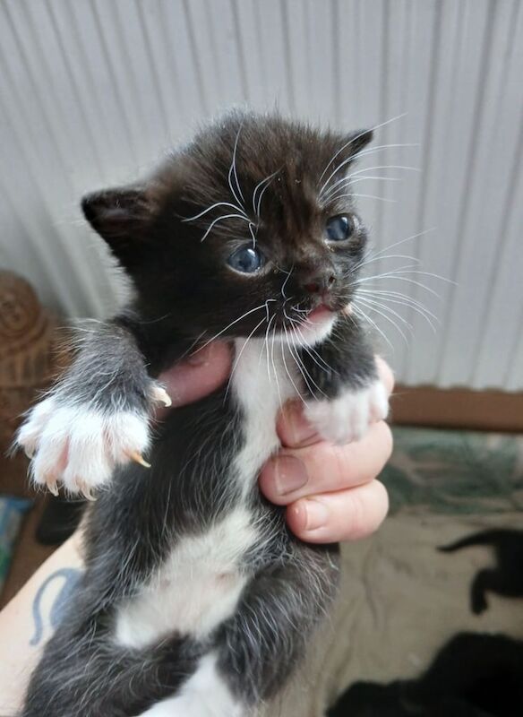 Ragdoll kittens for sale in Ruddington, Nottinghamshire – 9 weeks old - Image 2 of 3