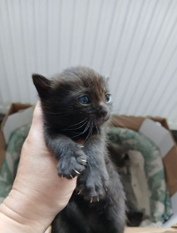 Ragdoll kittens for sale in Ruddington, Nottinghamshire – 9 weeks old - Image 3 of 3