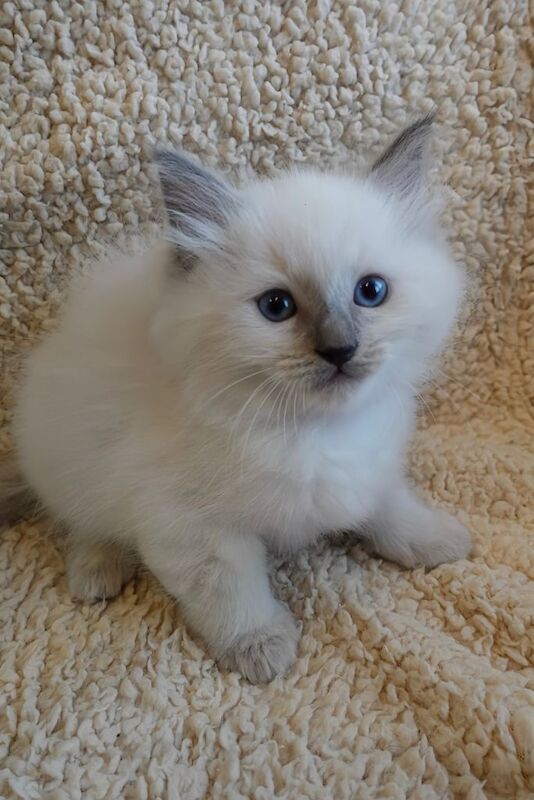 Ragdoll Kittens For Sale