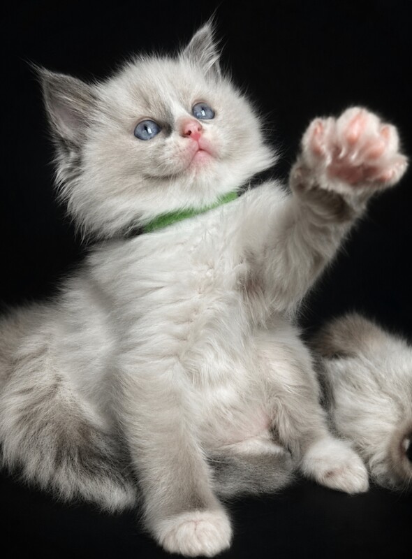 3 Ragdoll Kittens left&Looking for Loving Families