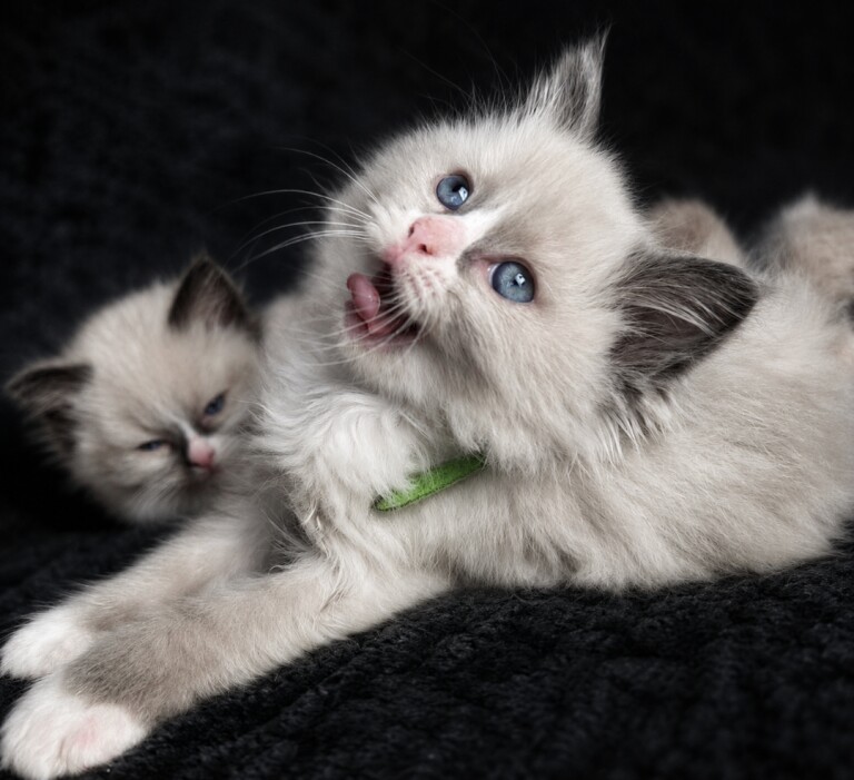 3 Ragdoll Kittens left&Looking for Loving Families - Image 2 of 5