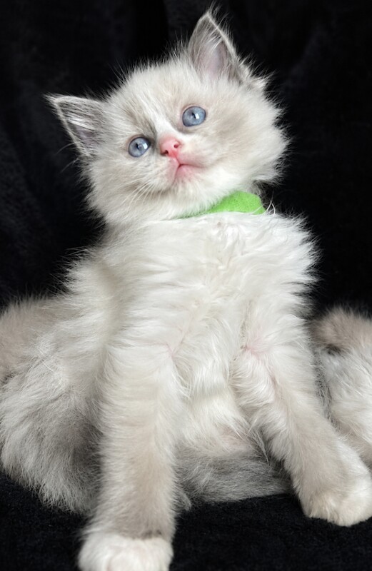 3 Ragdoll Kittens left&Looking for Loving Families - Image 3 of 5