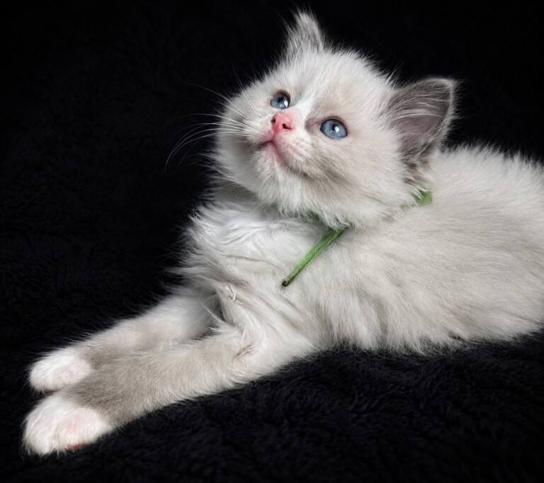 3 Ragdoll Kittens left&Looking for Loving Families - Image 4 of 5
