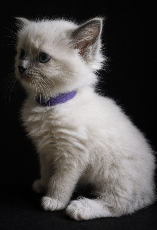 3 Ragdoll Kittens left&Looking for Loving Families - Image 5 of 5