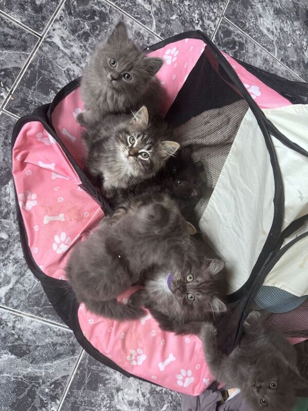 3 ragdoll/persian kittens