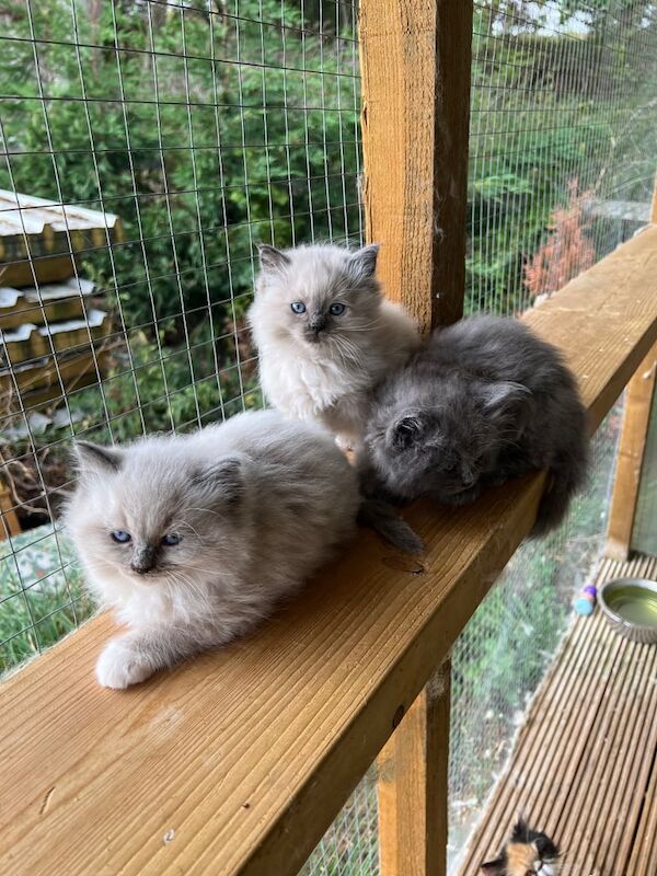Ragdoll kittens for sale in Sible Hedingham, Essex – 8 weeks old