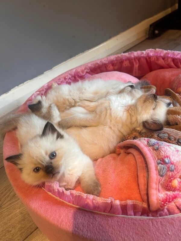 Ragdoll kittens for sale in Peterborough, Cambridgeshire – 5 weeks old