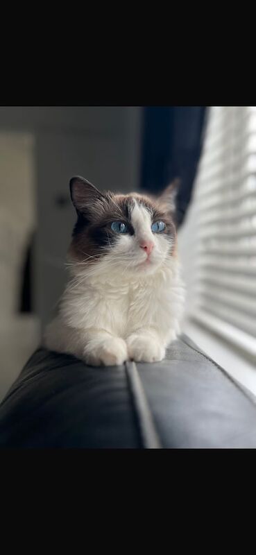 Ragdoll kittens for sale in Westbury on Trym, Bristol – 3 years old