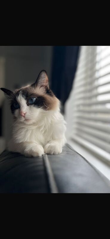 Ragdoll kittens for sale in Westbury on Trym, Bristol – 3 years old - Image 2 of 3