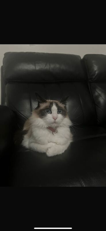 Ragdoll kittens for sale in Westbury on Trym, Bristol – 3 years old - Image 3 of 3