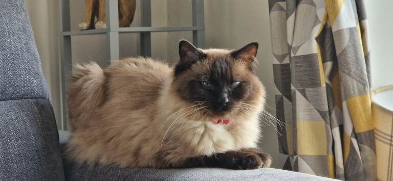 3 years old Ragdoll queen