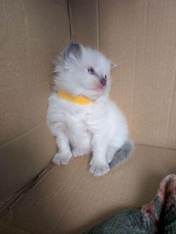 3baby ragdoll kittens - Image 5 of 5