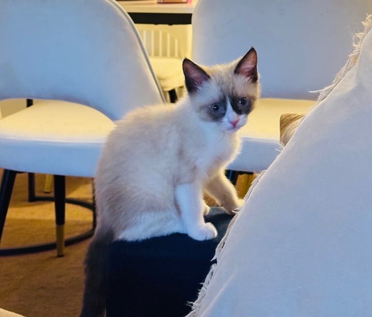Ragdoll kittens for sale in Walsall, West Midlands – 3 months old