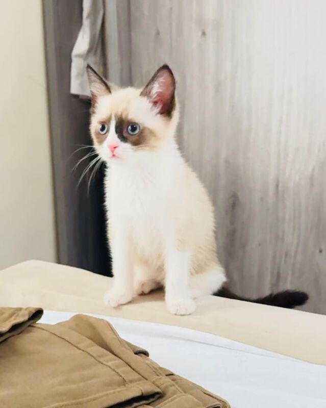 Ragdoll kittens for sale in Walsall, West Midlands – 3 months old - Image 2 of 3