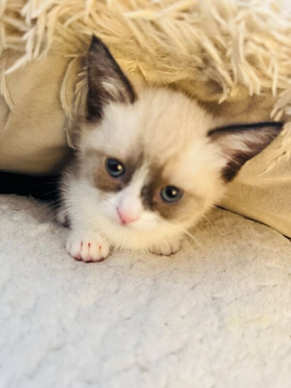 Ragdoll kittens for sale in Walsall, West Midlands – 3 months old - Image 3 of 3