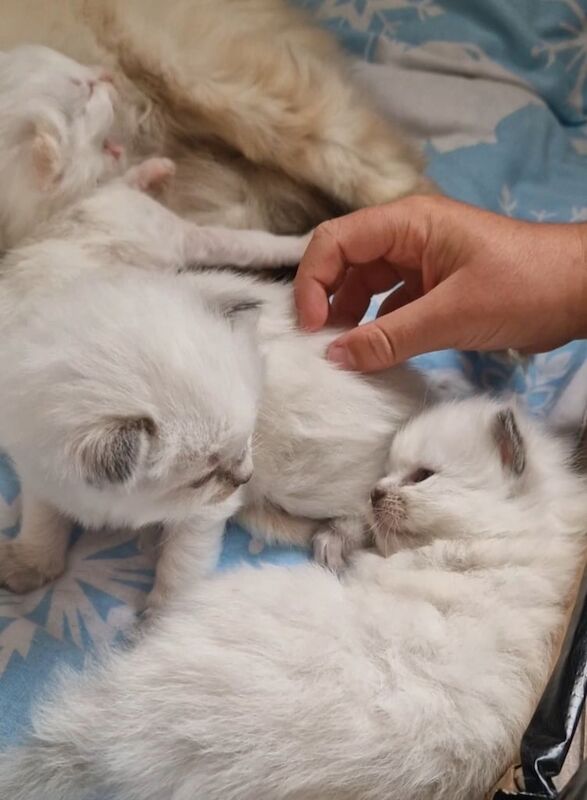 Ragdoll kittens for sale in Weston-super-Mare, Somerset – 3 weeks old