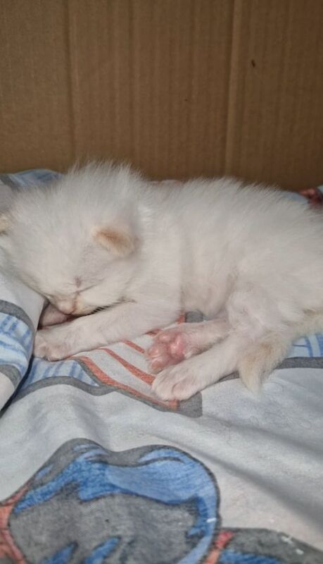 Ragdoll kittens for sale in Weston-super-Mare, Somerset – 3 weeks old - Image 2 of 3