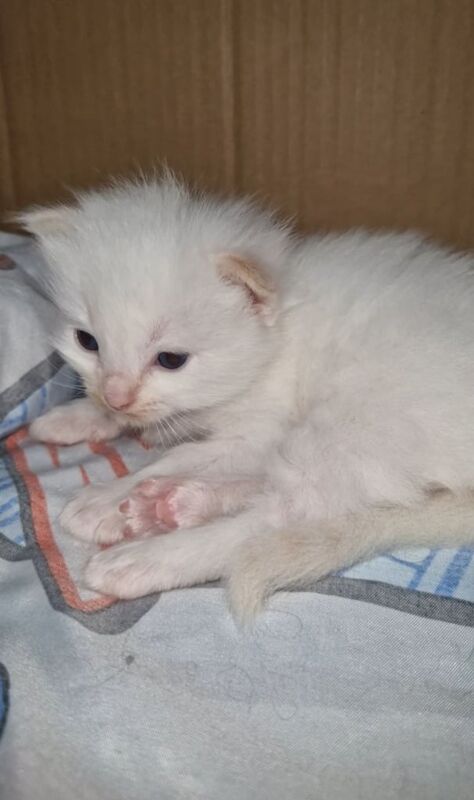 Ragdoll kittens for sale in Weston-super-Mare, Somerset – 3 weeks old - Image 3 of 3