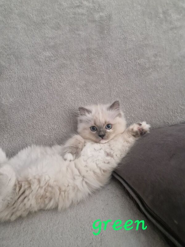 4 beautiful ragdoll kittens for sale in Earlsfield, Greater London