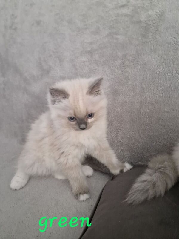 4 beautiful ragdoll kittens for sale in Earlsfield, Greater London | Image 2