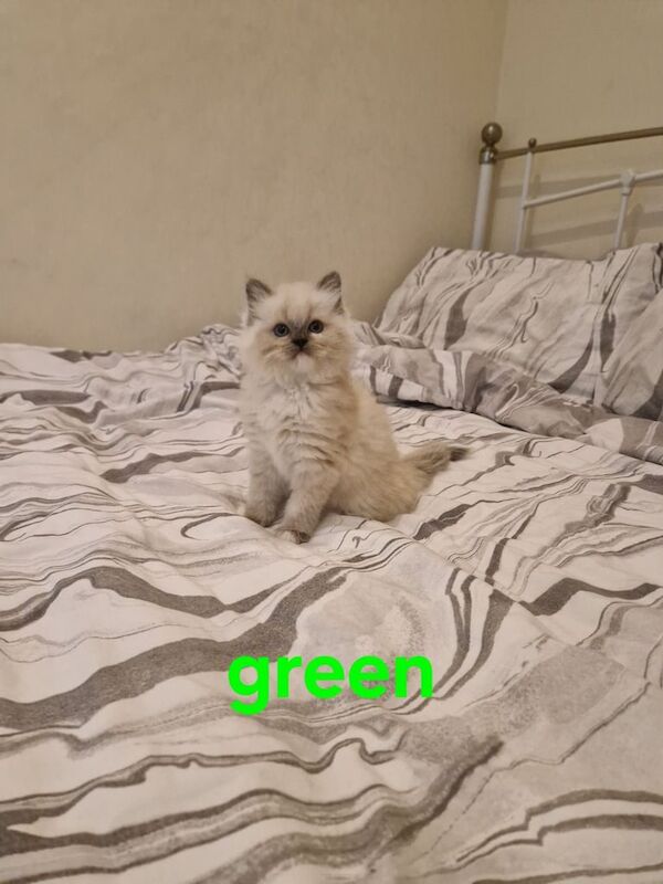 4 beautiful ragdoll kittens for sale in Earlsfield, Greater London | Image 3