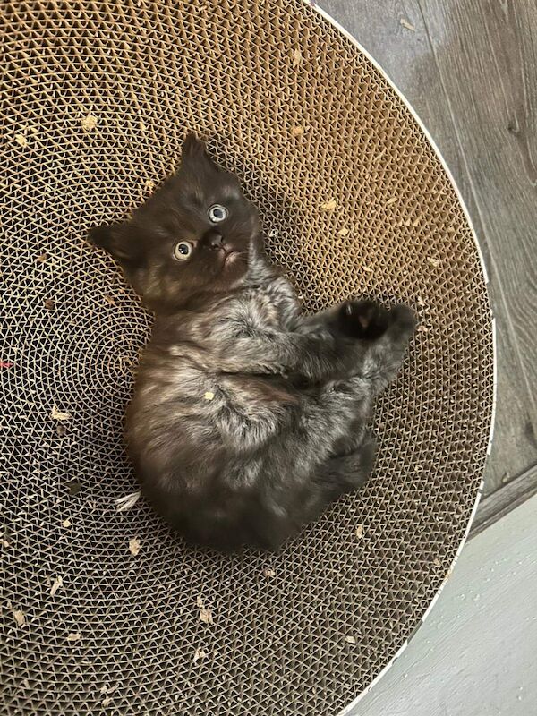 Ragdoll kittens for sale in Clapham, Greater London – 9 weeks old