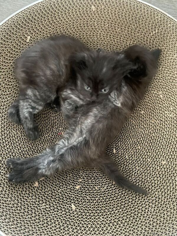 Ragdoll kittens for sale in Clapham, Greater London – 9 weeks old - Image 2 of 3