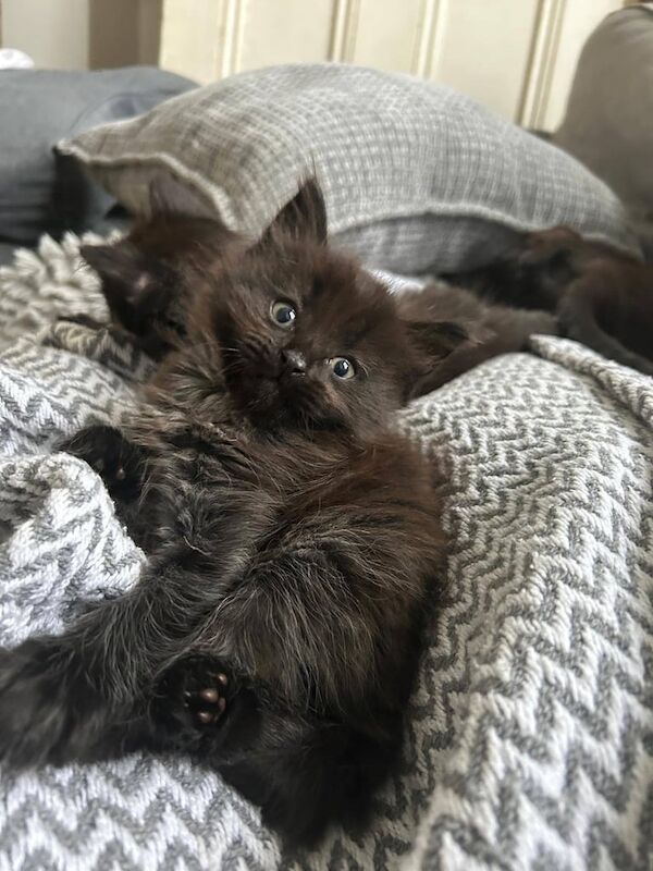 Ragdoll kittens for sale in Clapham, Greater London – 9 weeks old - Image 3 of 3