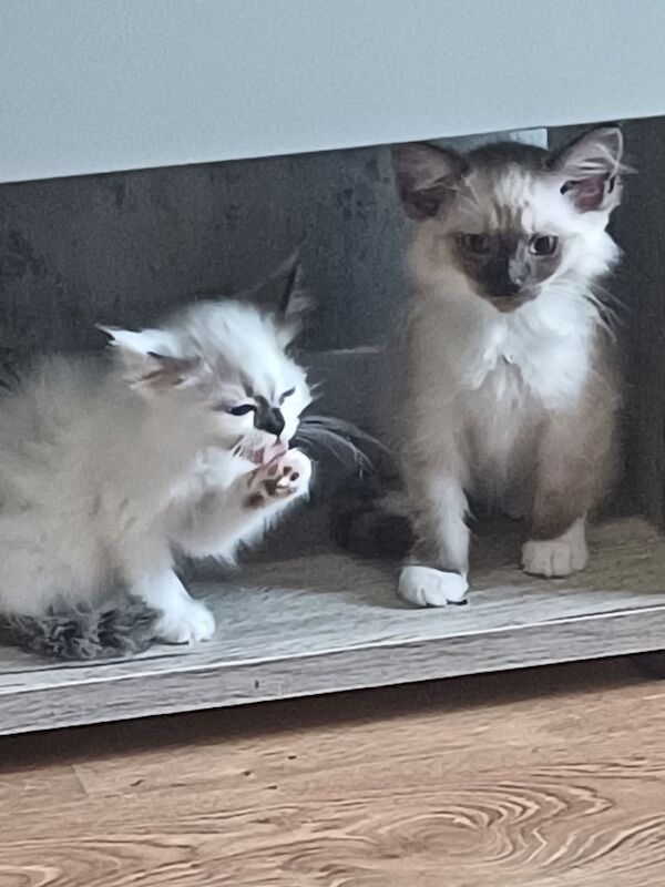 Ragdoll kittens for sale in Middlesbrough, North Yorkshire – 10 weeks old