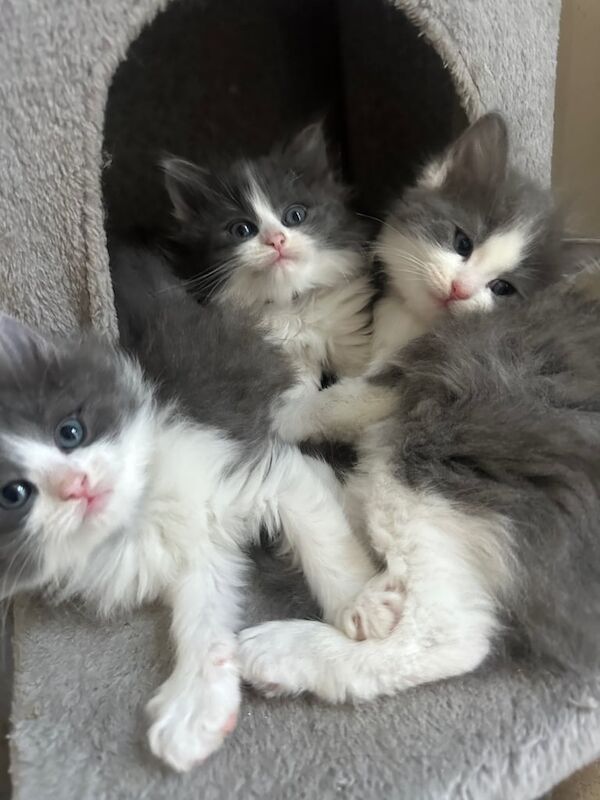 Ragdoll kittens for sale in Hessle, East Riding of Yorkshire – 7 weeks old - Image 2 of 3