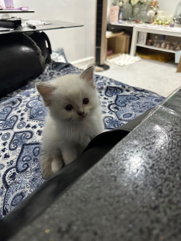 4 kittens for sale