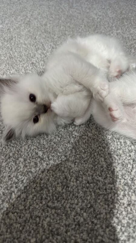 4 kittens for sale - Image 2 of 3