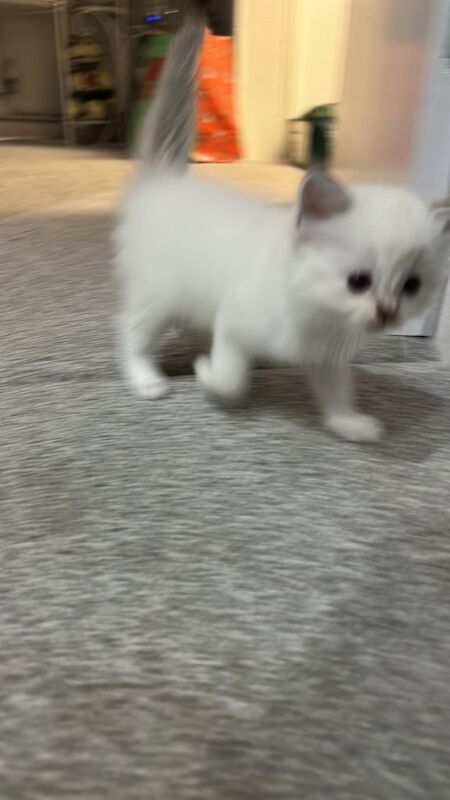 4 kittens for sale - Image 3 of 3