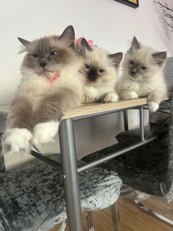 Ragdoll Kittens For Sale