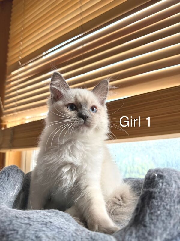 Ragdoll kittens for sale in Birchwood Centre, Cheshire – 10 weeks old