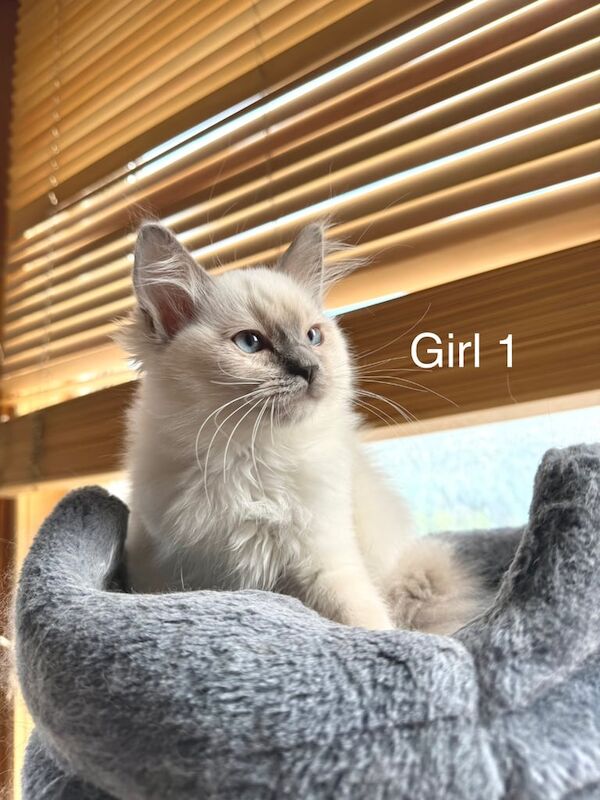 Ragdoll kittens for sale in Birchwood Centre, Cheshire – 10 weeks old - Image 2 of 3
