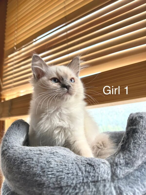 Ragdoll kittens for sale in Birchwood Centre, Cheshire – 10 weeks old - Image 3 of 3