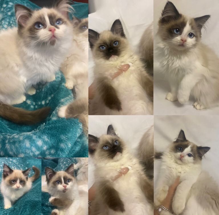 Ragdoll Kittens For Sale