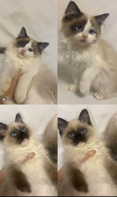 Ragdoll kittens for sale in Middlesbrough, North Yorkshire – 10 weeks old - Image 2 of 6